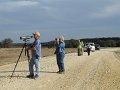 Looking for Say's Phoebe
